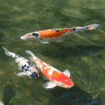 Manga Fish