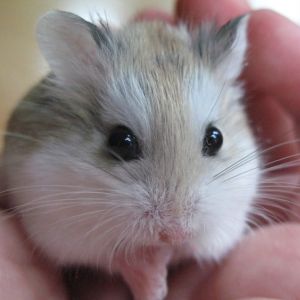 Hamster de Roborovski - Rongeurs - Anipassion