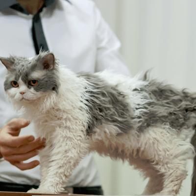 photo Selkirk Rex Chats