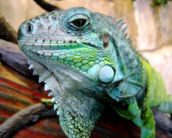 Iguane - Reptiles - Anipassion