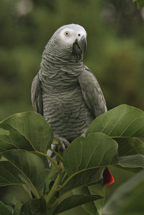 photo Gris du Gabon Oiseaux
