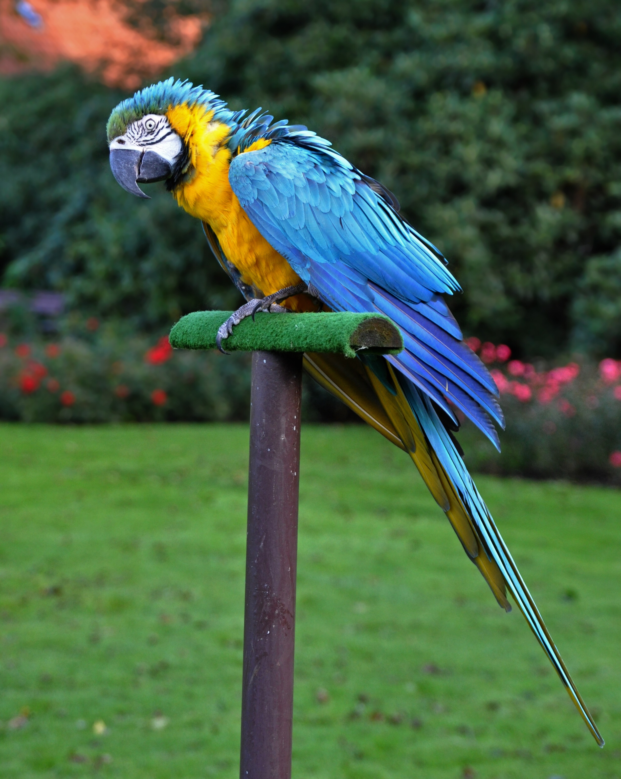 photo Ara Jaune et Bleu Oiseaux