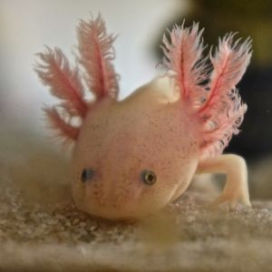 photo Axolotl Poissons