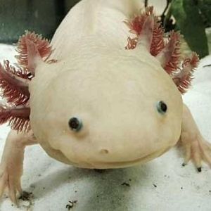 photo Axolotl Poissons