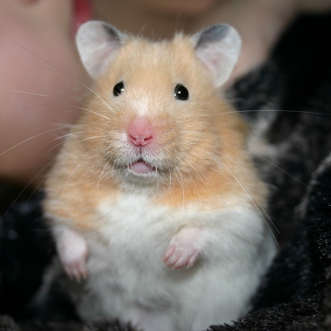 photo Hamster Syrien Rongeurs
