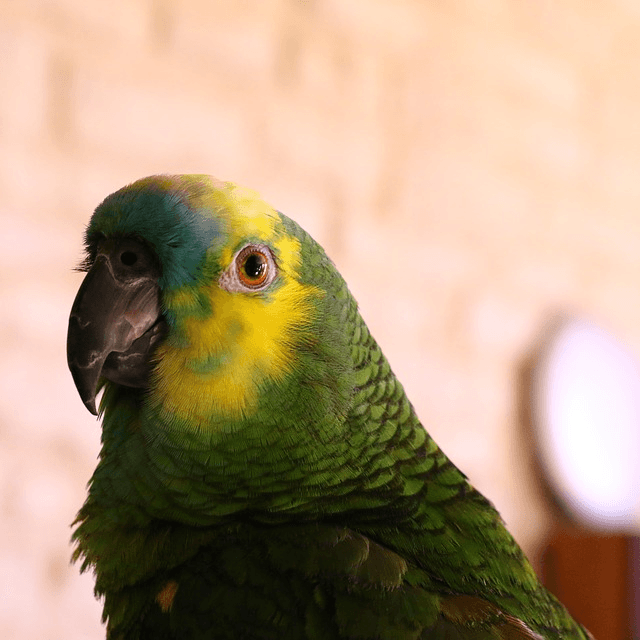 photo Amazone à front bleu Oiseaux