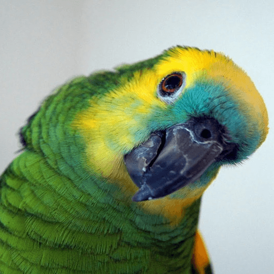 Amazone à front bleu - Oiseaux - Anipassion