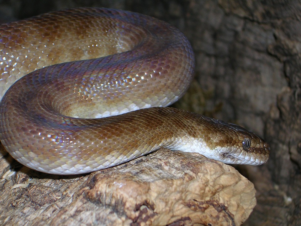 photo Python de Children Reptiles