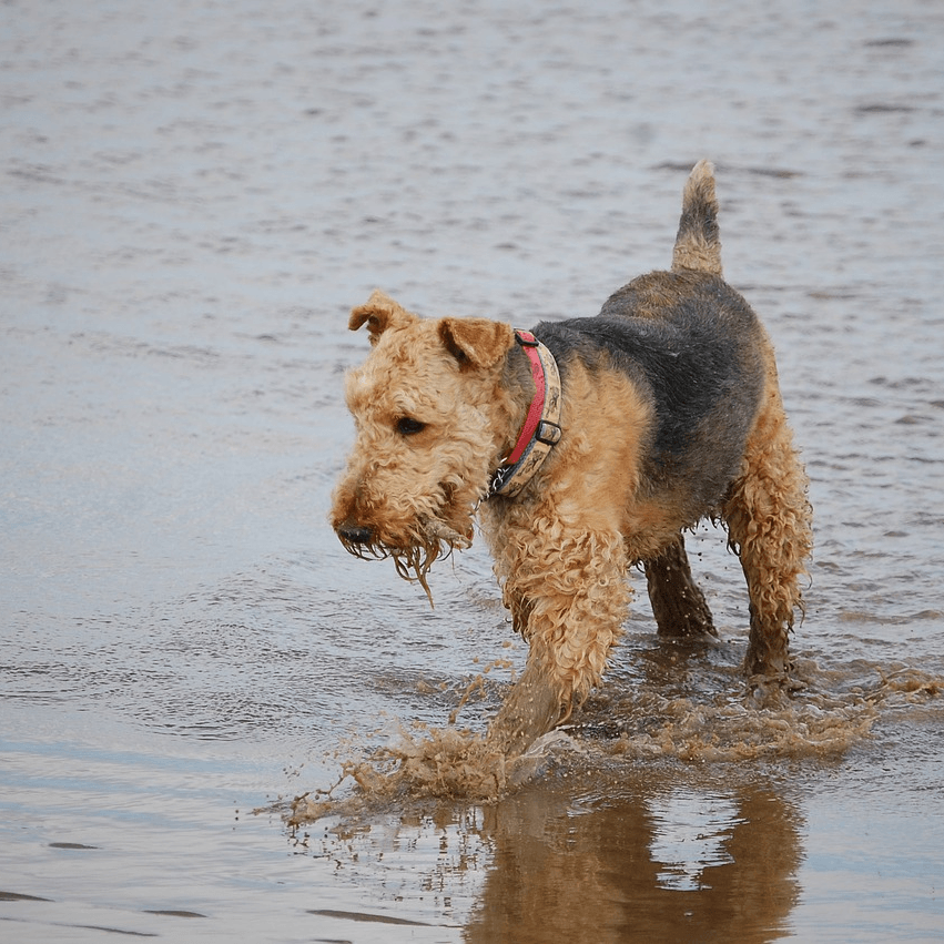 photo Airedale Terrier Chiens