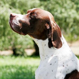 Pointer Anglais - Chiens - Anipassion