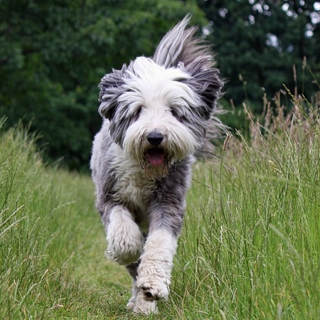 photo Bearded Collie Chiens