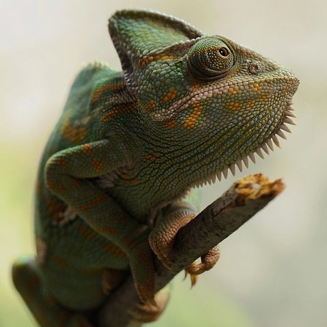 Caméléon casqué du Yémen - Reptiles - Anipassion