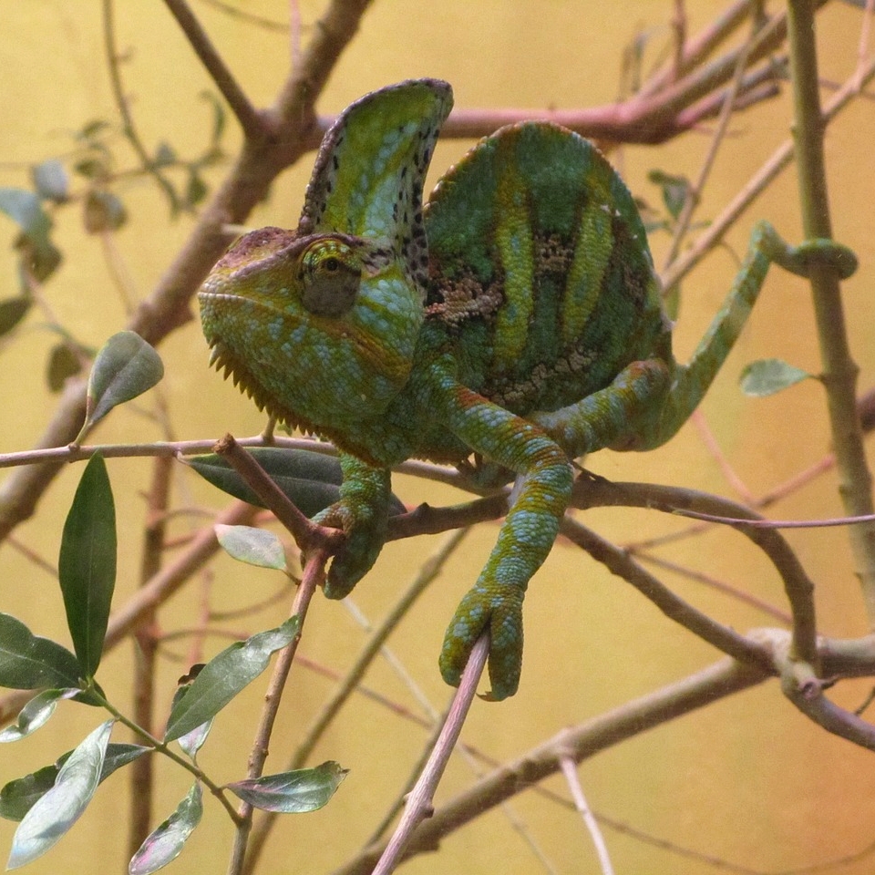 Caméléon casqué du Yémen - Reptiles - Anipassion