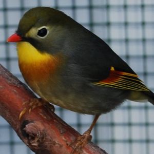 Rossignol du Japon - Oiseaux - Anipassion