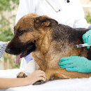 Stérilisation de la chienne : prix, âge et comportement