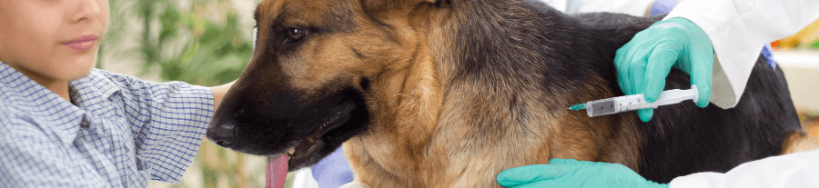 Stérilisation de la chienne : prix, âge et comportement