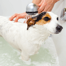 Les shampoings pour chien