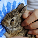 Les maladies respiratoires des rongeurs et lapins