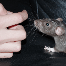 Comment apprivoiser un rat ?
