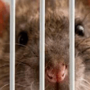 Où adopter un rat ?