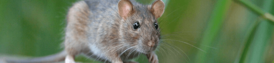 Adopter un rat: quoi acheter ?