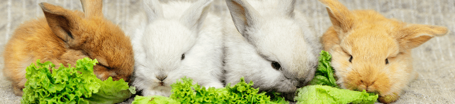 Bien élever et s'occuper de son lapin