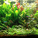 10 plantes d’aquarium d'eau douce pour les débutants
