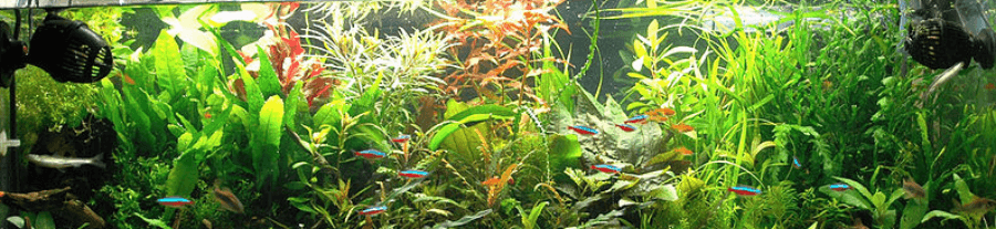 10 plantes d’aquarium d'eau douce pour les débutants