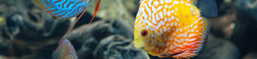 Choisir ses poissons d'aquarium