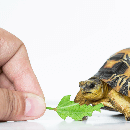 Comment nourrir sa tortue terrestre ?