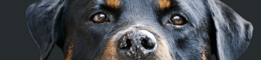 Chiens dangereux : obligations et interdictions