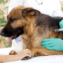 Prix des vaccins pour chien