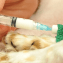 Vacciner son chien : les vaccins pour chien