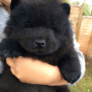 Top des chiots qui ressemblent à des nounours