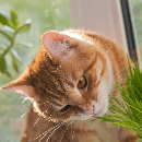Plantes toxiques pour le chat