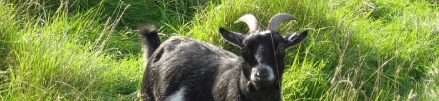 Comment élever une chèvre naine ?