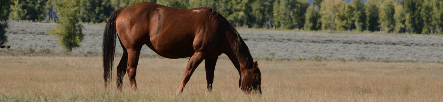 Comment bien nourrir son cheval?