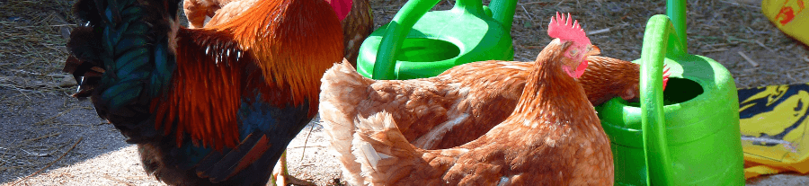 Comment élever des poules pondeuses