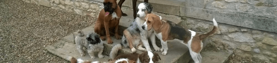 « Au bonheur des chiens » : Gérer une pension canine familiale