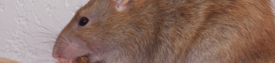 Les différentes variétés du rat domestique