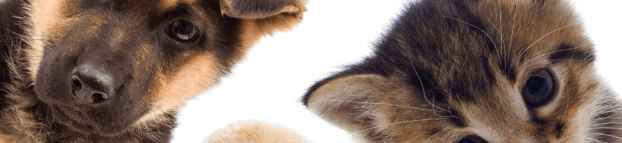 Bien choisir son assurance animaux