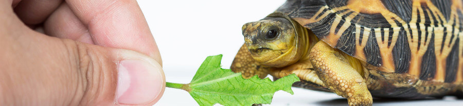 10 choses à savoir avant d’acheter une tortue de terre