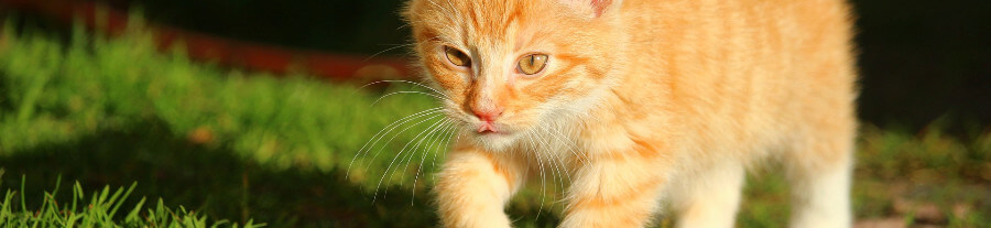 Conseils si vous trouvez un chaton dans la rue