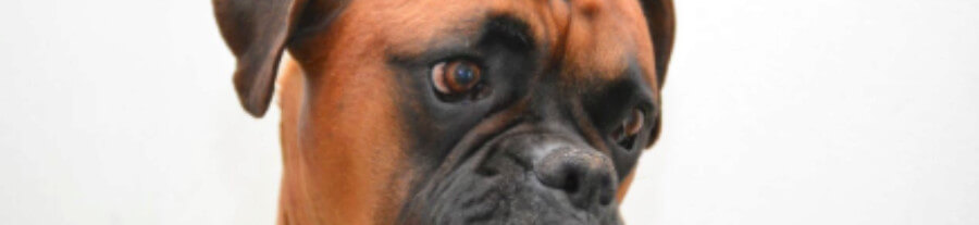 10 symptômes de cancer chez le chien
