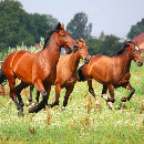 Terrain pour un cheval : quelle superficie ?