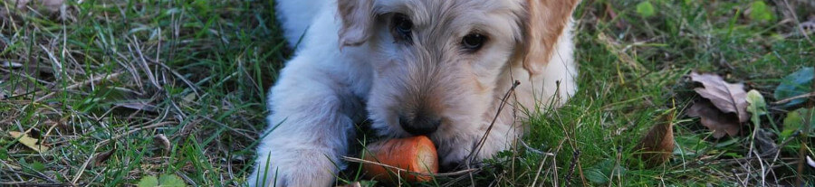 Les alternatives aux croquettes classiques pour chiens