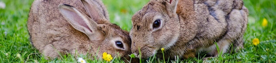 La reproduction du lapin