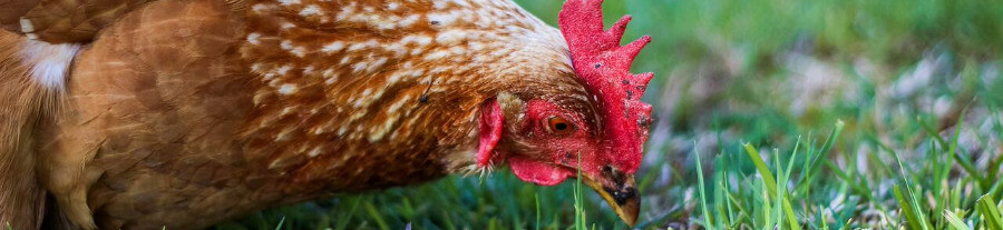 Quelle alimentation pour ma poule pondeuse ?