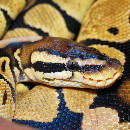 Adopter un python royal