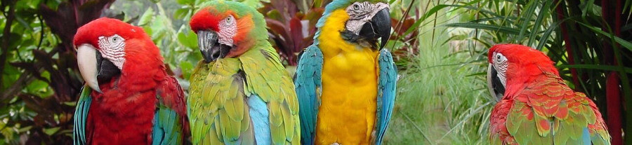 Top 5 de grands perroquets les plus populaires